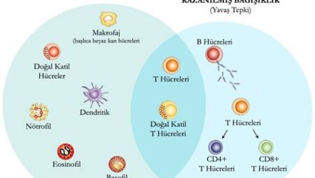 Spor ve Bağışıklık Sistemi: Aktif Kalmanın Bağışıklık Sistemi Fonksiyonları Üzerindeki Olumlu Etkileri